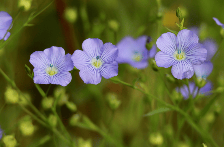 Keten Tohumu Nedir? Sağlık ve Günlük Kullanım Rehberi