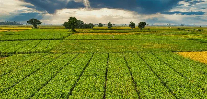Kırsala 2,2 Milyar Liralık Dev Destek: Bakan Yumaklı IPARD-III Müjdesini Verdi