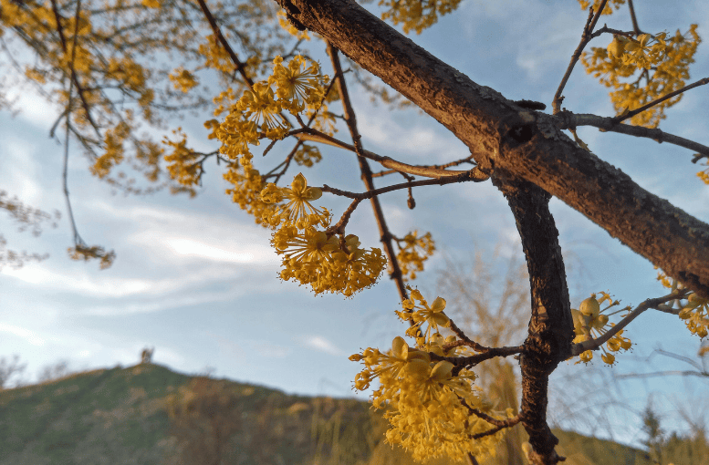 Kızılcık (Cornus mas) Nedir? – Faydaları ve Zararları