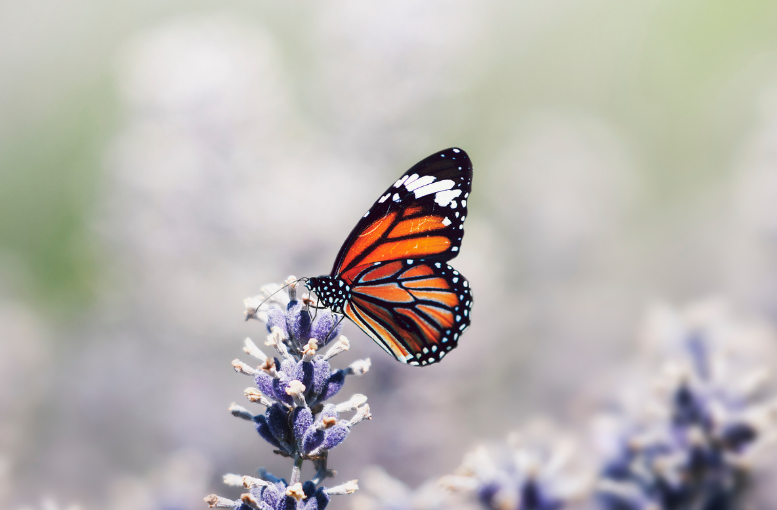Konya Tropikal Kelebek Bahçesi 3 Milyon 700 Bin Ziyaretçiyi Ağırladı