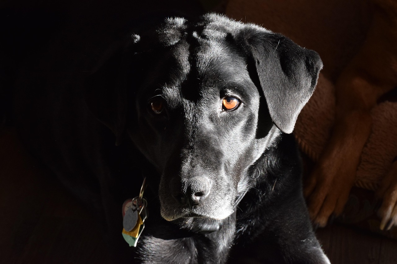 Labrador Retriever Özellikleri ve Bakımı: Ailenizin Sadık Dostu