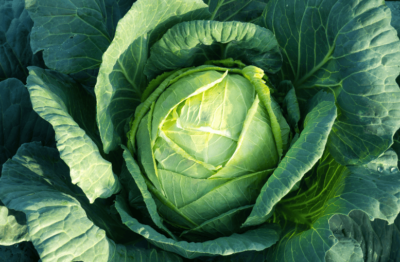 Lahana Üretimi Rehberi: Tohumdan Hasata Kapsamlı Tarım Teknikleri