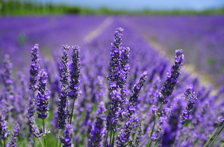Lavanta (Lavandula angustifolia) – Faydaları ve Kullanım Rehberi