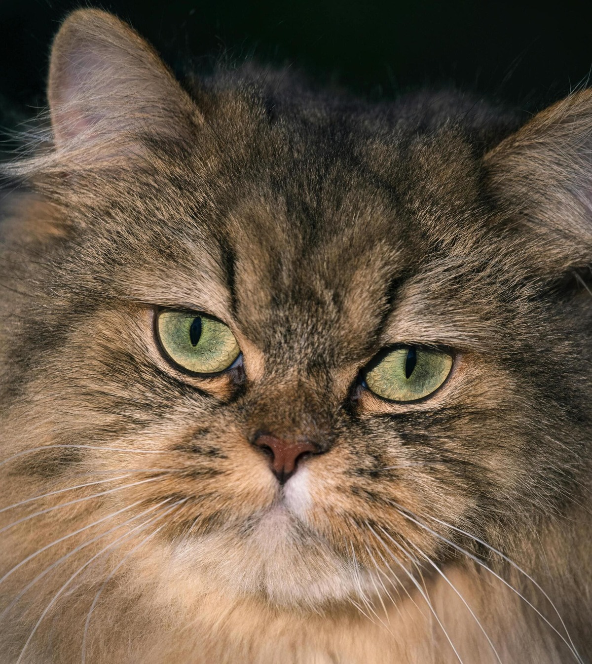 Maine Coon Özellikleri ve Bakımı: Devasa ve Sevecen Dost