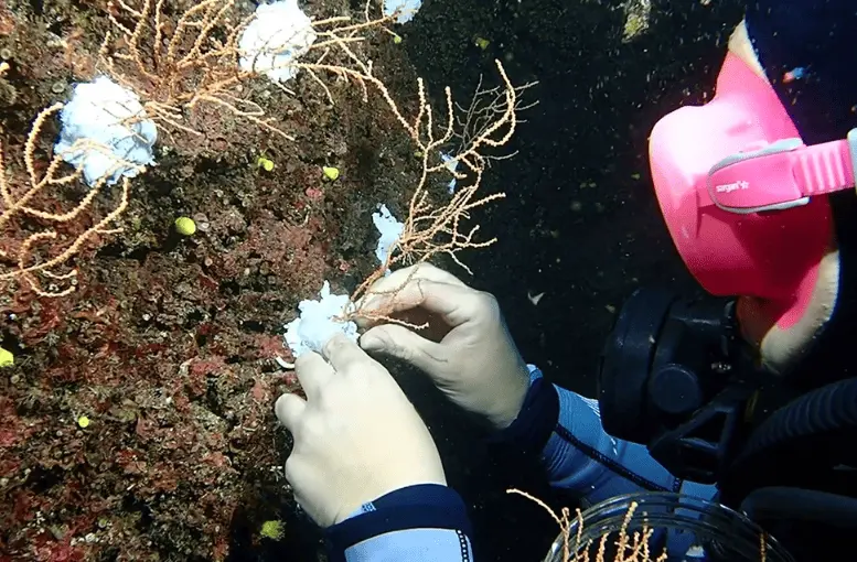 Marmara Denizi’nde Mercan Restorasyonu: Bakan Kurum’dan “Denizlerin Ormanı” Vurgusu
