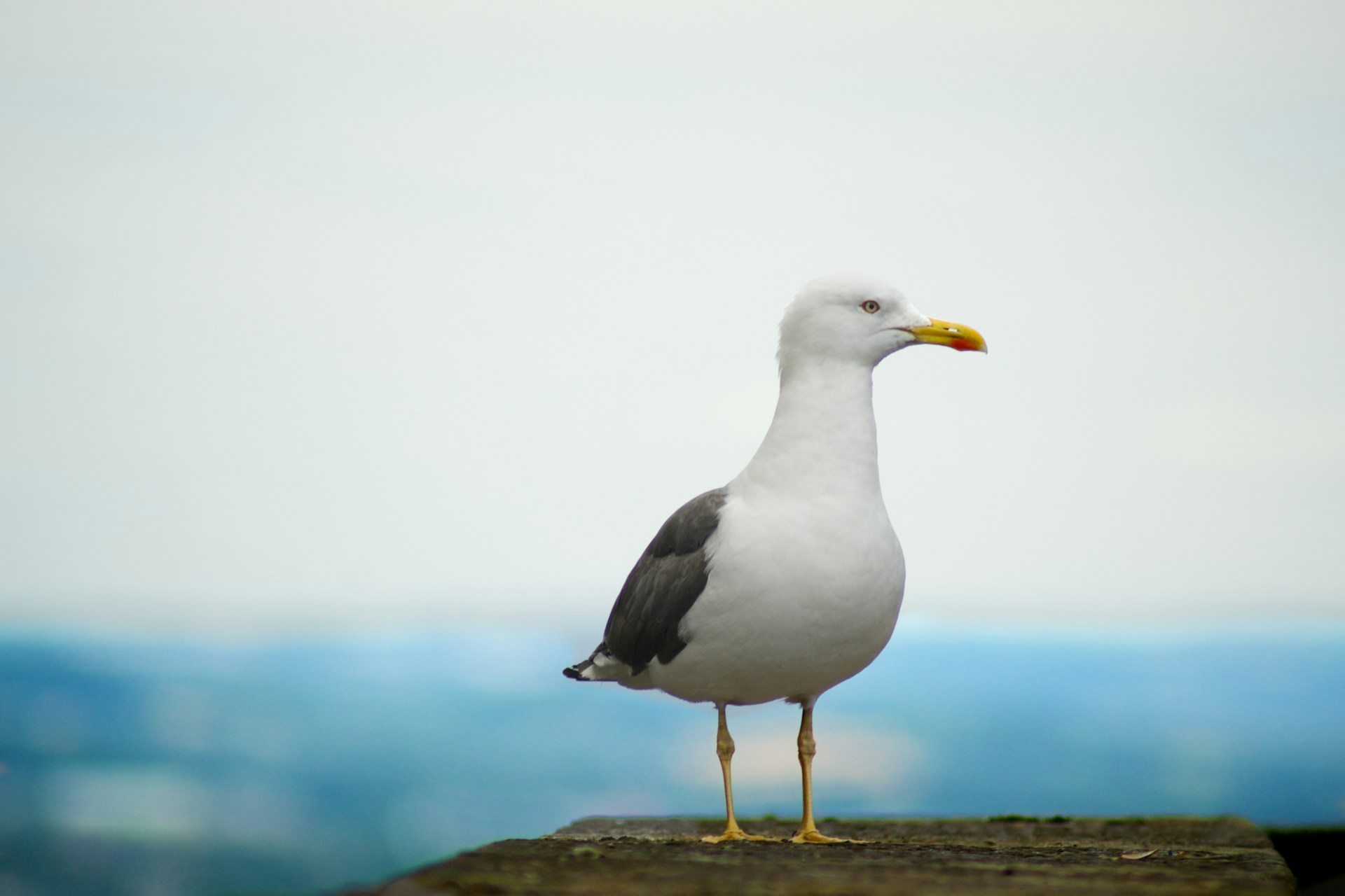 Martı – Larus spp.: Sahillerin Gökyüzü Kuşları