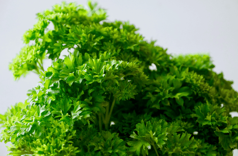 Maydanoz Üretimi Rehberi: Tohumdan Hasata Tüm Teknikler