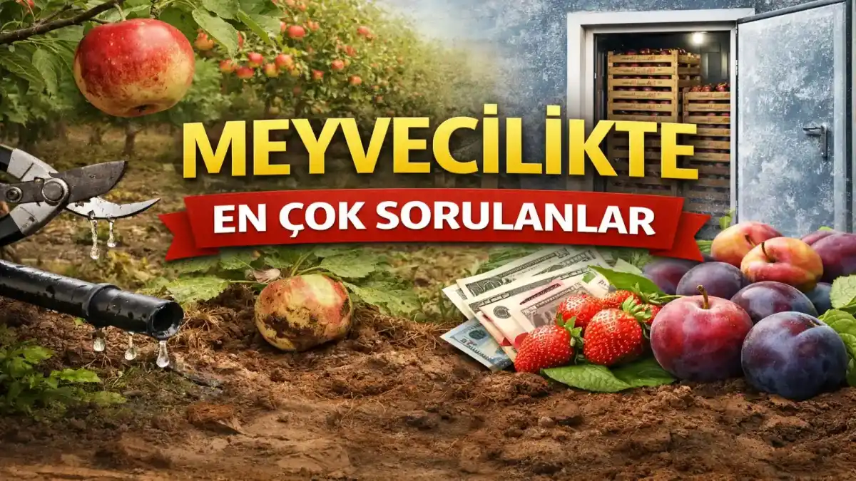 Meyvecilikte Kritik Süreçler: Verim Düşüşü, Sulama Planı Ve Kârlılık Analizi