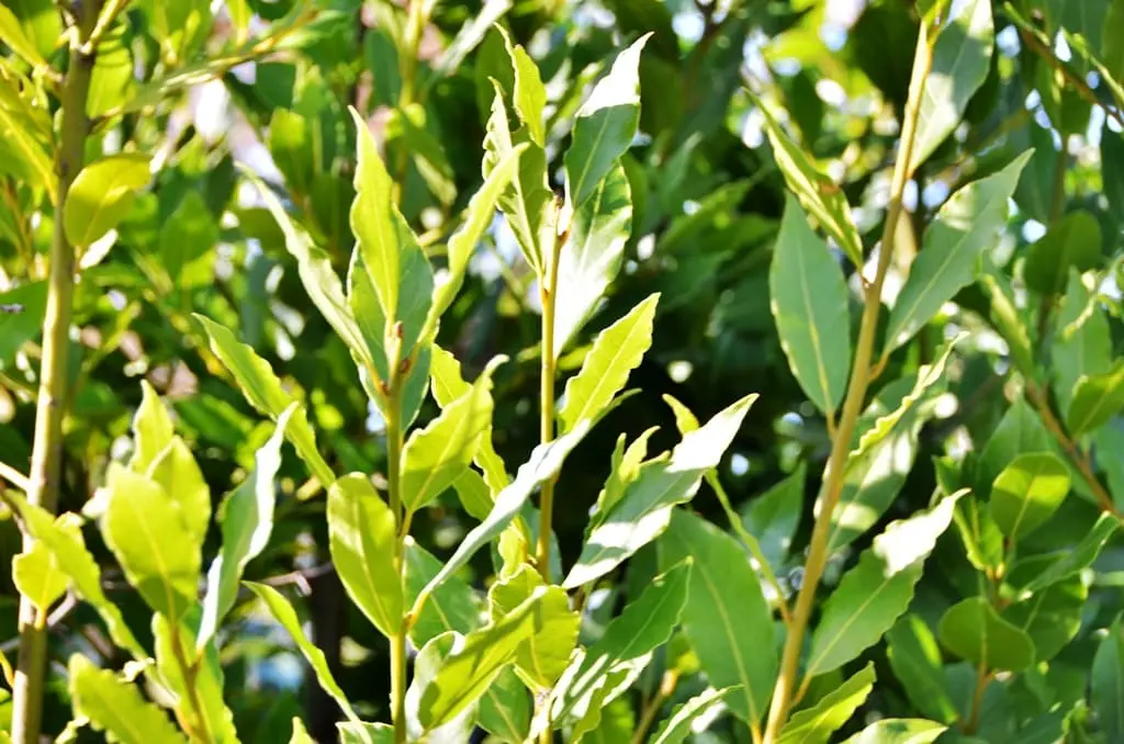 Odun Dışı Orman Ürünleri İhracatı Güçleniyor