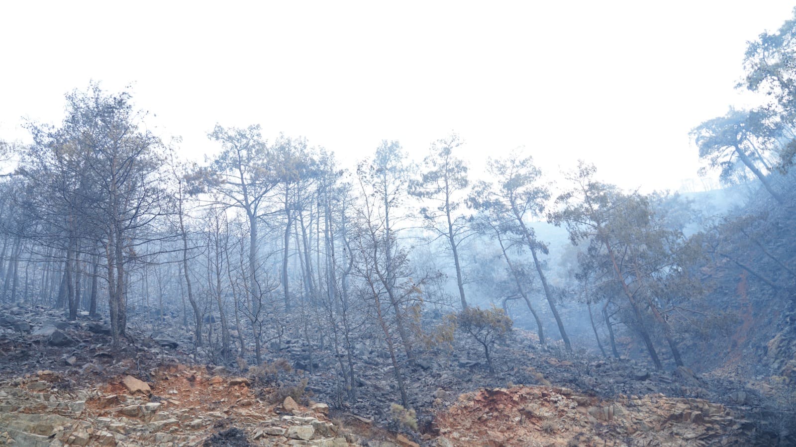 OGM’den “Yanan Orman Alanları Otel Yapılıyor” İddialarına Yanıt: “Gerçeği Yansıtmıyor”