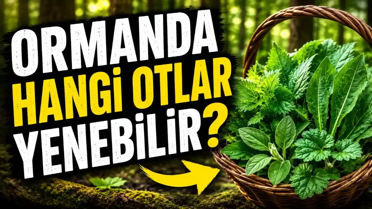Ormanda Hangi Otlar Yenebilir? Doğada En Çok Bilinen Yenilebilir Yabani Otlar
