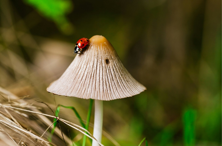Ormanlarda Yaşayan Türlerin Çeşitliliği Nedir?