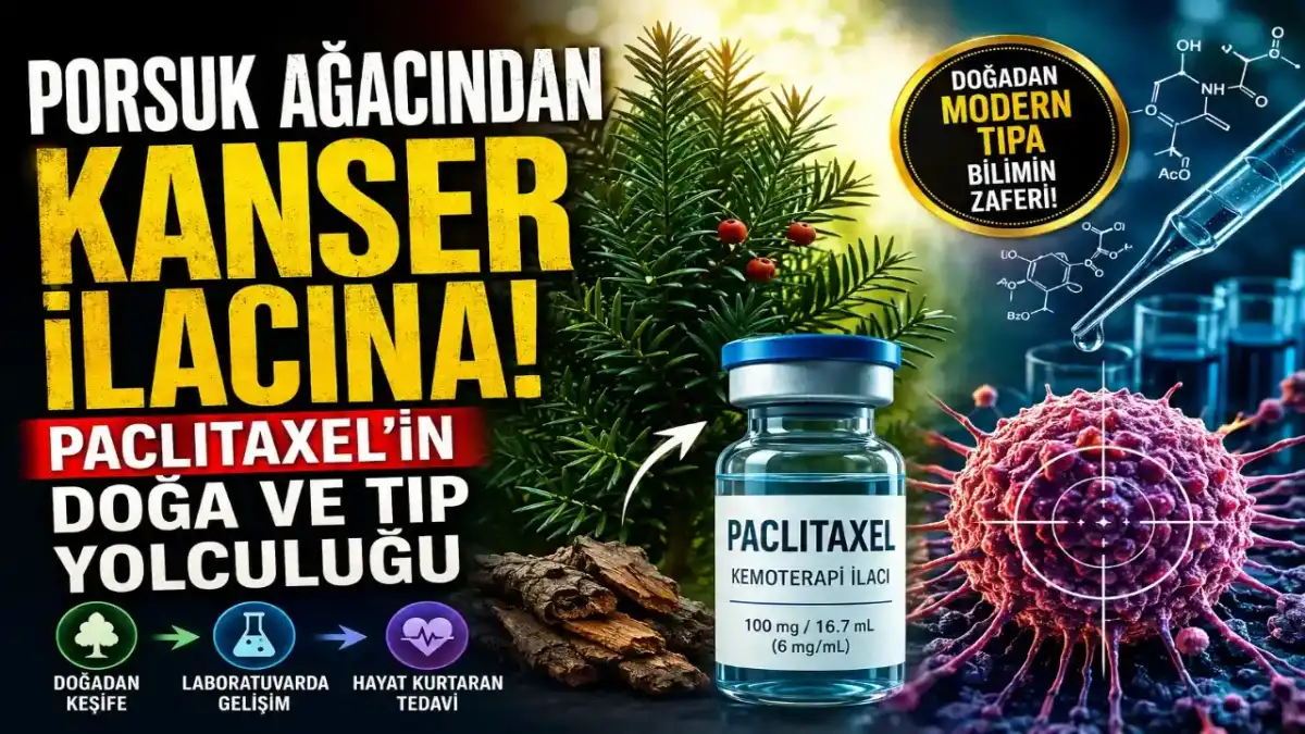 Paclitaxel Nedir? Porsuk Ağacı, Kanser Tedavisi ve Bilimin Uzun Yolculuğu