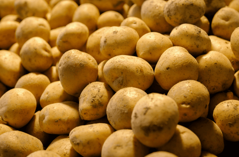 Patates Yetiştiriciliği: En Güncel Yöntemler ile Yüksek Verim ve Kaliteli Ürün Elde Etme Rehberi