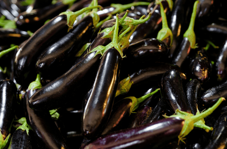 “Patlıcan Yetiştiriciliği Rehberi: Tohumdan Hasada Kadar Verimli Üretim Teknikleri”