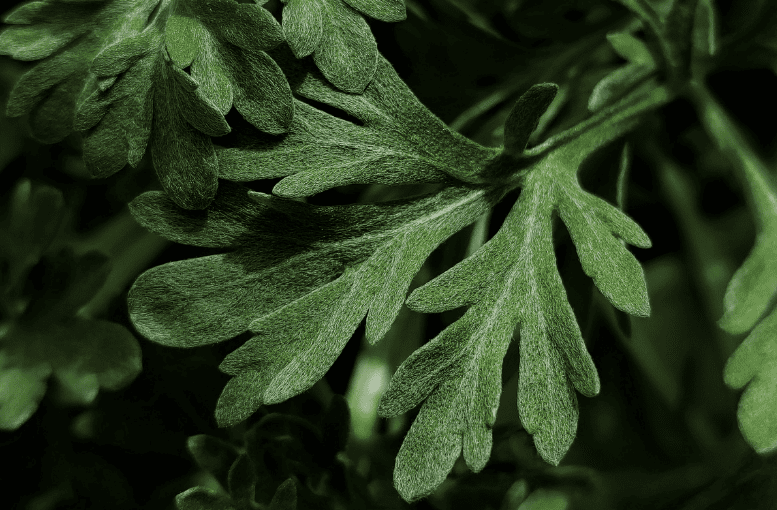 Pelin Otu (Artemisia absinthium) Nedir? – Faydaları ve Zararları