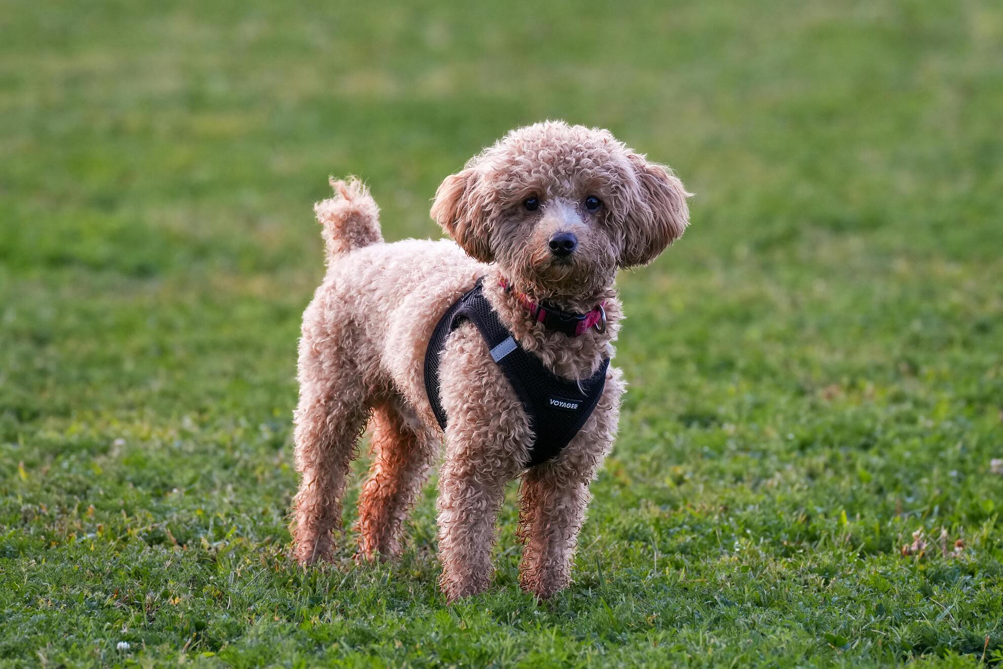 Poodle Özellikleri ve Bakımı: Zeki ve Şirin Aile Dostu
