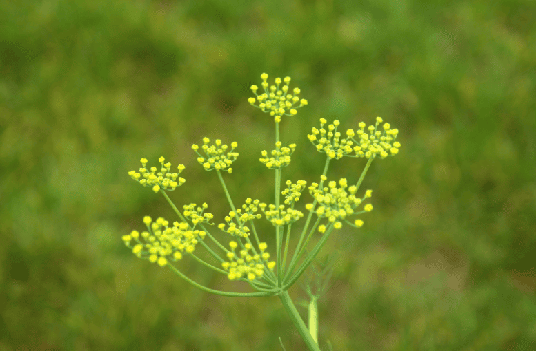 Rezene (Foeniculum vulgare) – Faydaları ve Kullanımı