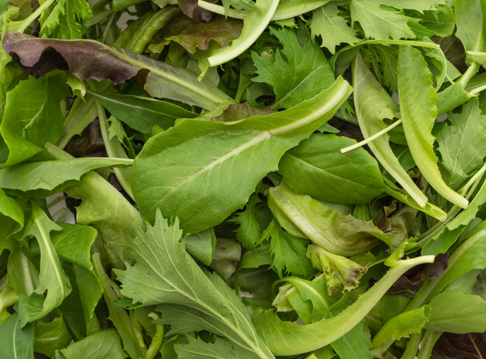 Roka Üretim Rehberi: Tohumdan Hasata Tüm Teknikler