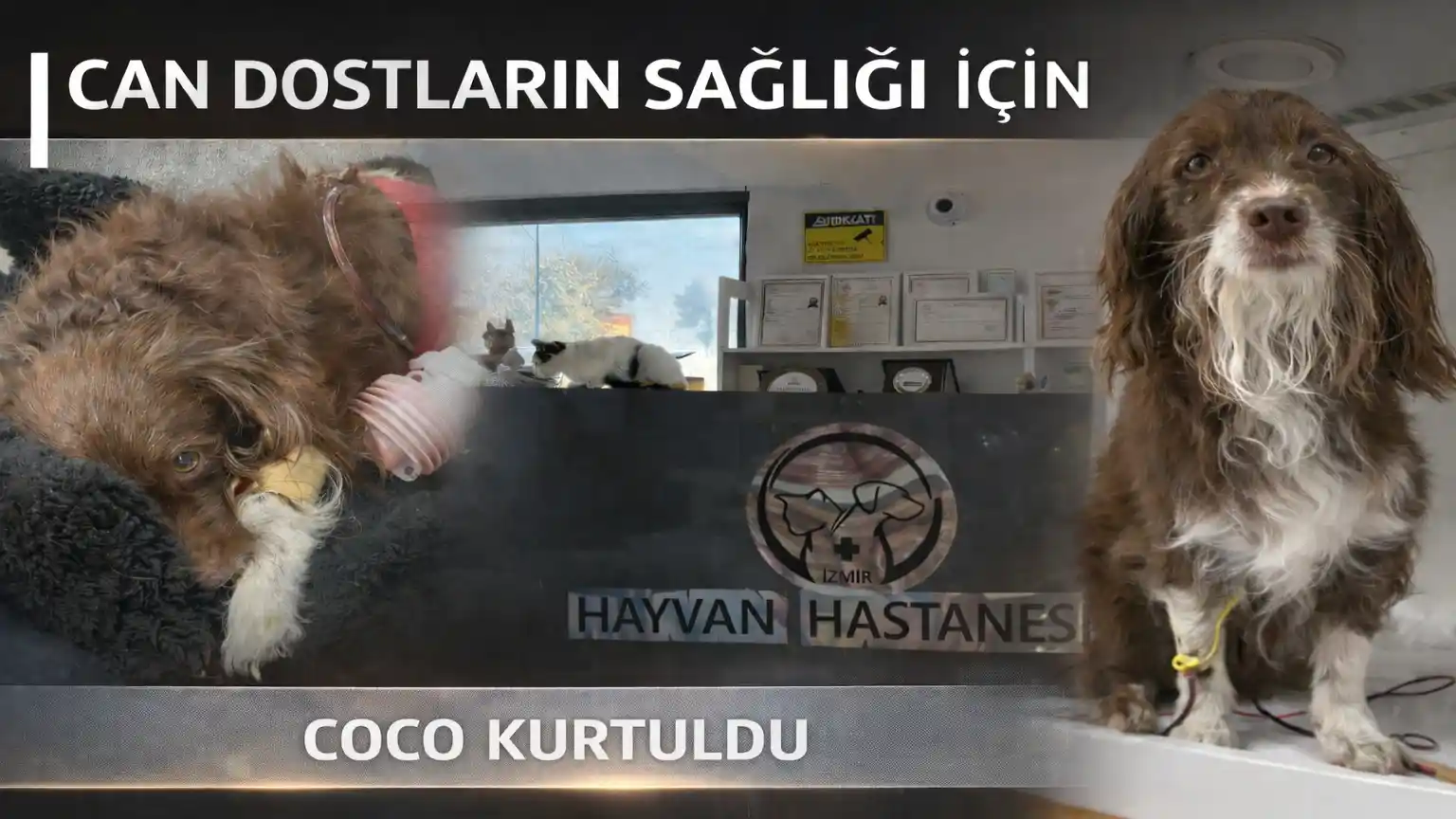 Sessiz Kahramanlar: Bir Veteriner Hastanesinin Görünmeyen Dünyası