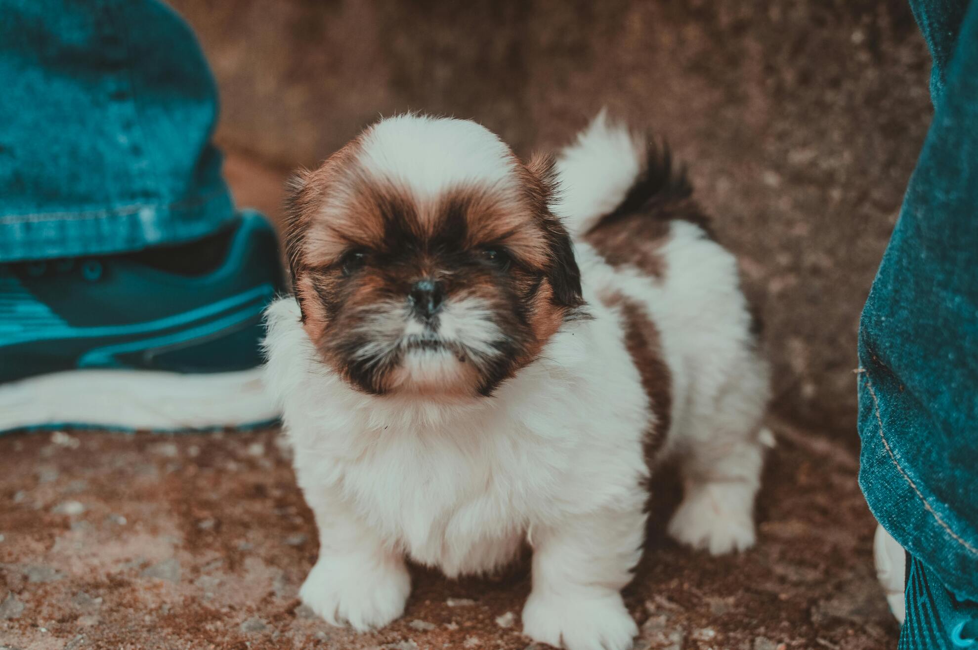 Shih Tzu Özellikleri ve Bakımı: Minik ve Sevimli Dostunuz