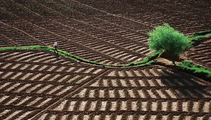 Sürdürülebilir Tarım Nedir? Toprak, Su ve Gıda Güvenliği İlişkisi