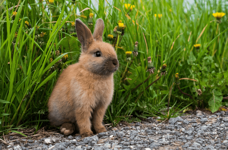 Tavşanlar (Lepus spp.) Hakkında Bilmeniz Gerekenler