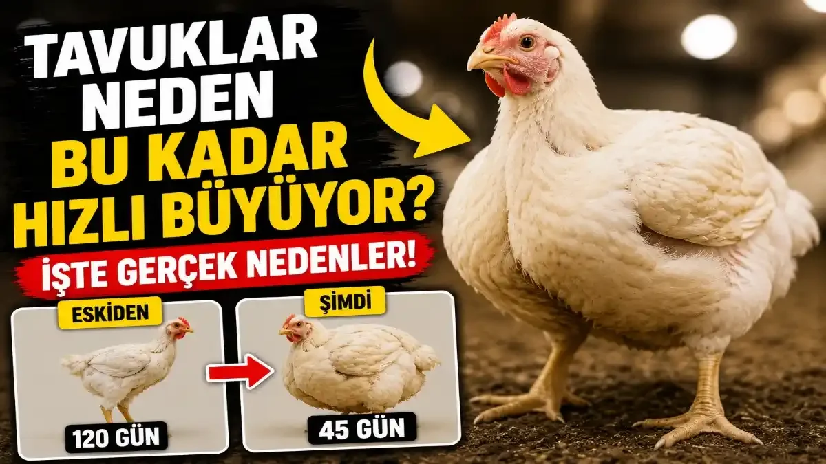 Tavuklar Neden Bu Kadar Hızlı Büyüyor? Market Tavuklarının Arkasındaki Gerçekler