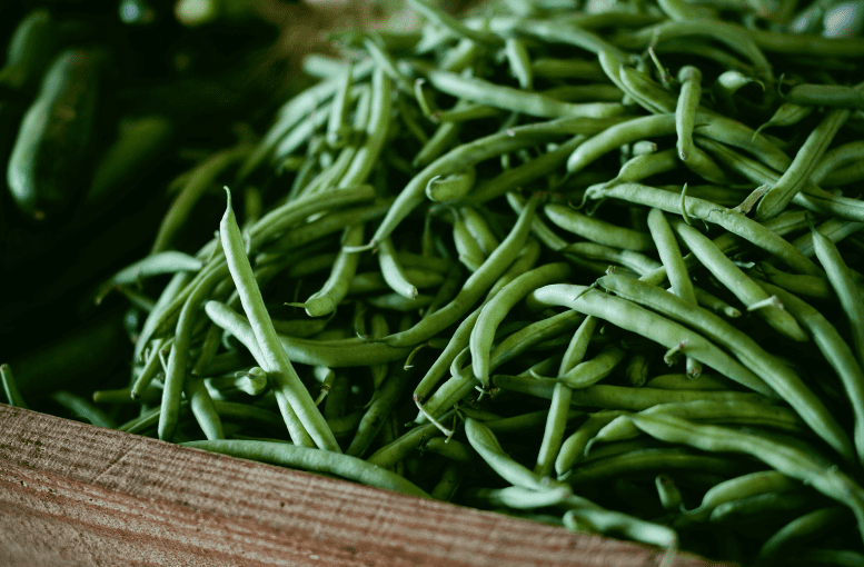 “Taze Fasulye Yetiştiriciliği Rehberi: Tohumdan Hasada Verimli ve Sağlıklı Üretim Teknikleri”