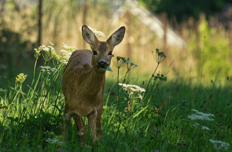 Tekirdağ’da Yangından Kaçan Yavru Karaca Doğaya Salındı