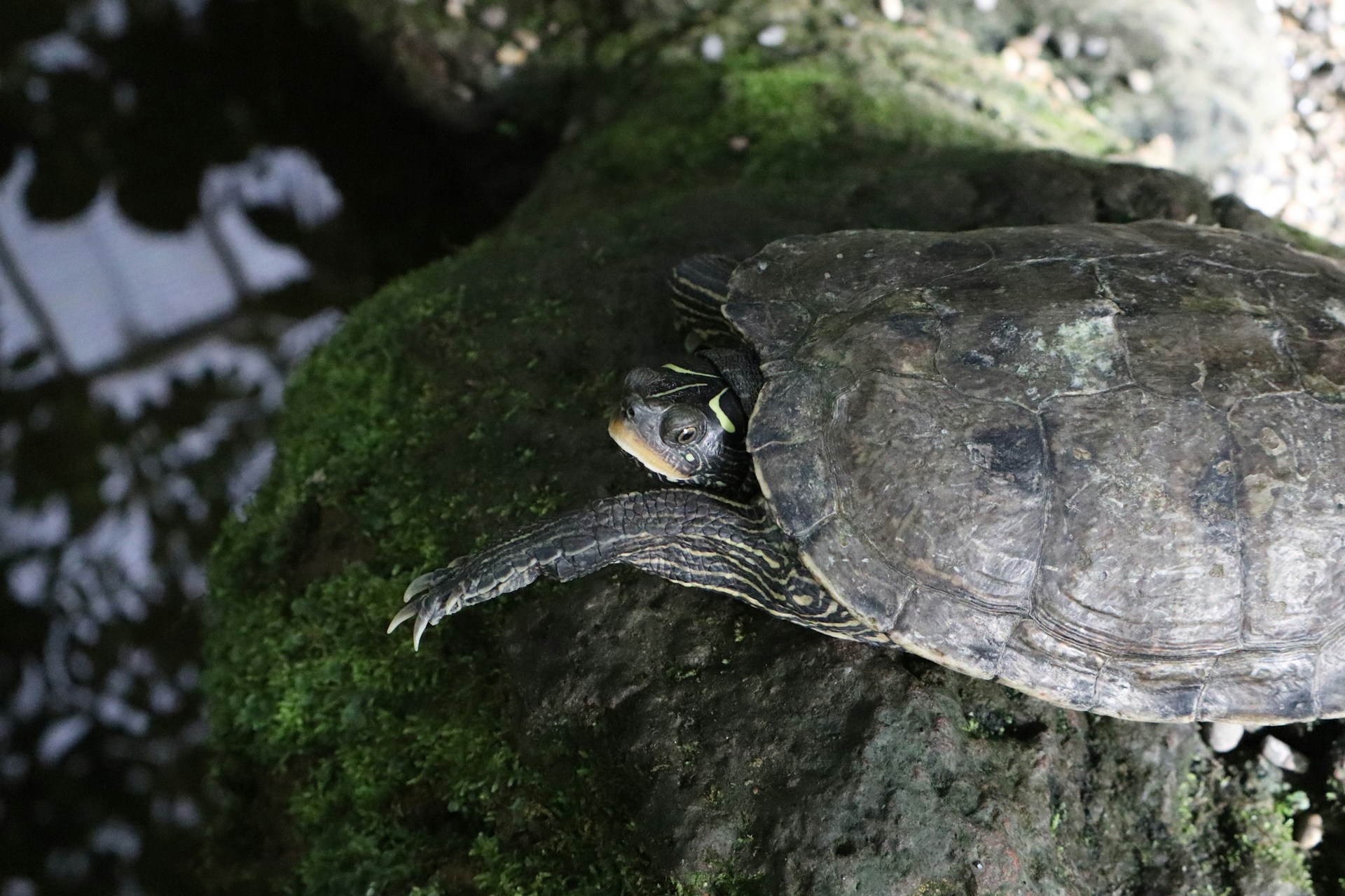 Tepeli Kaplumbağa – Geochelone spp.: Fiziksel Yapısı ve Davranışları