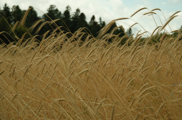 TİGEM 2025 Yılı Tohum Fiyatlarını Açıkladı