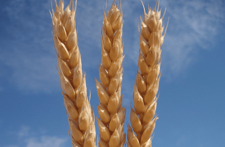 TİGEM 2025 Yılı Tohum Fiyatlarını Açıkladı: Sertifikalı Tohumlarla Verim Artışı