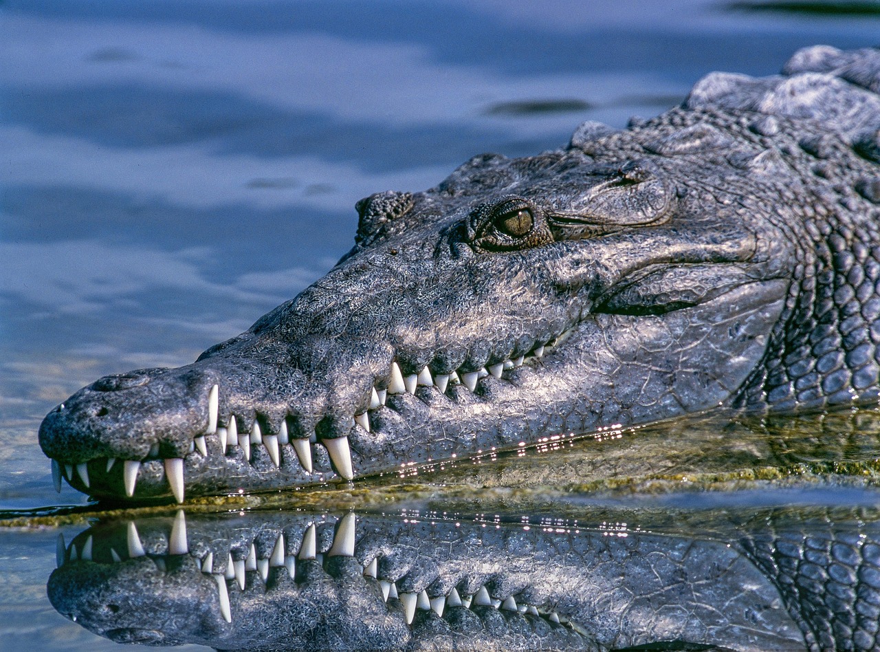Timsah – Crocodylus spp.: Kadim Suların Efendisi