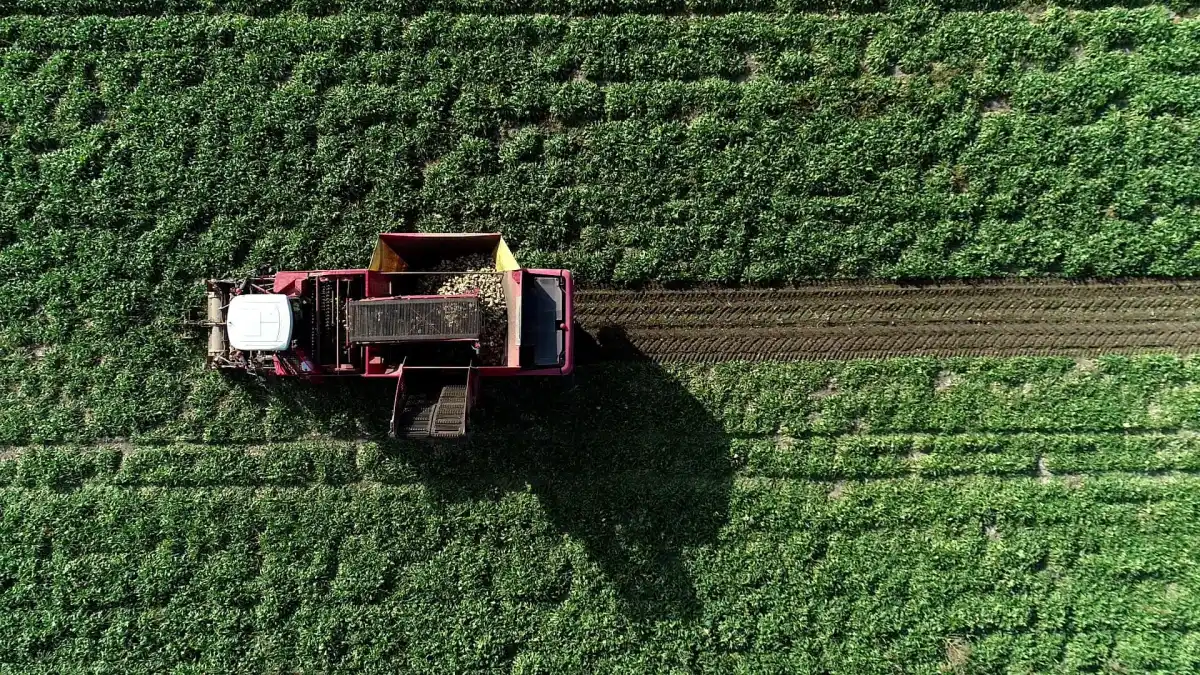 Türk Şirketinden Batı Afrika’ya Tarım Yatırımı: Senegal’de Üretim Üssü Kuruluyor