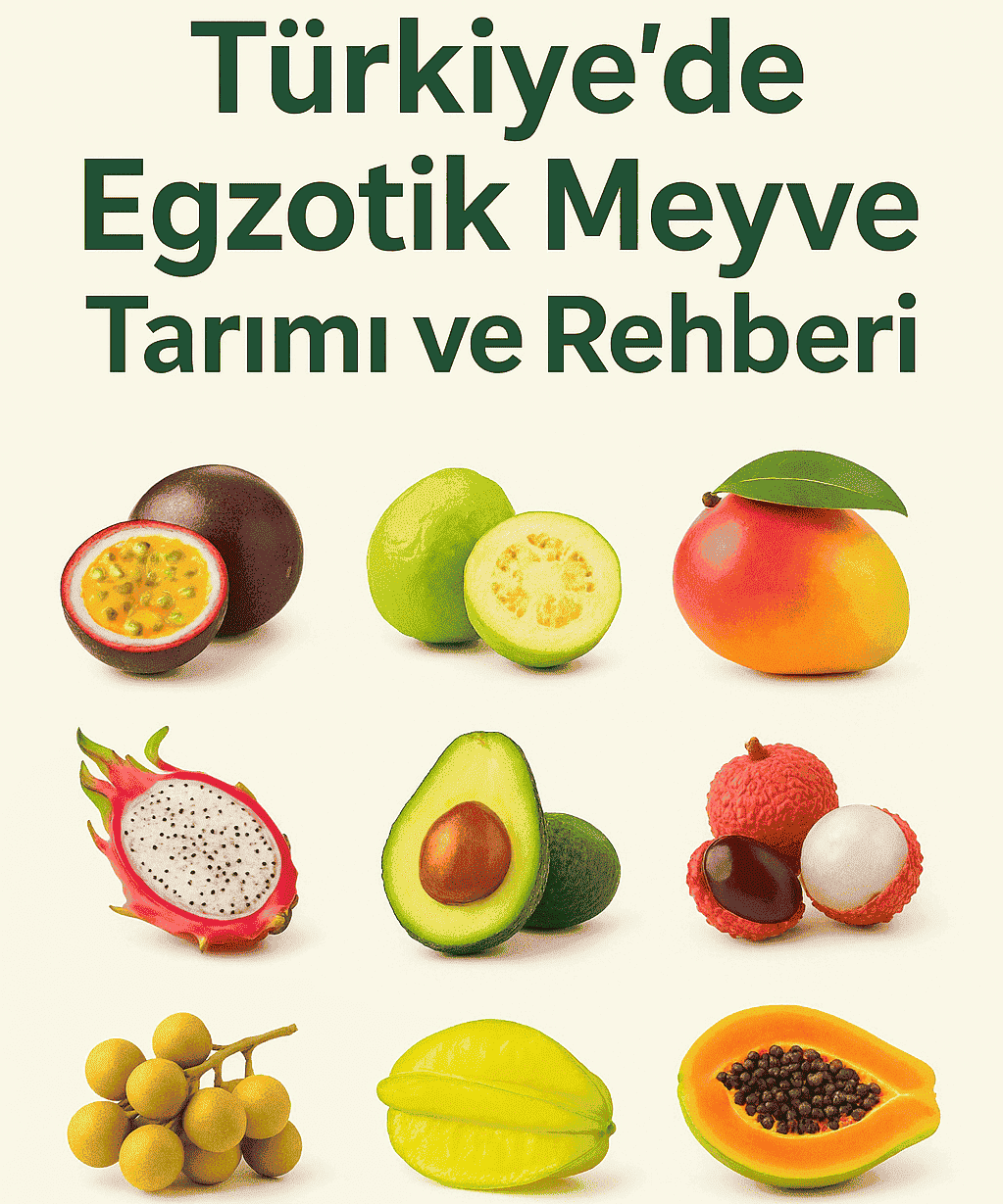 Türkiye Egzotik Meyve Üretiminde Önde Gelen İller ve Pazar Fırsatları