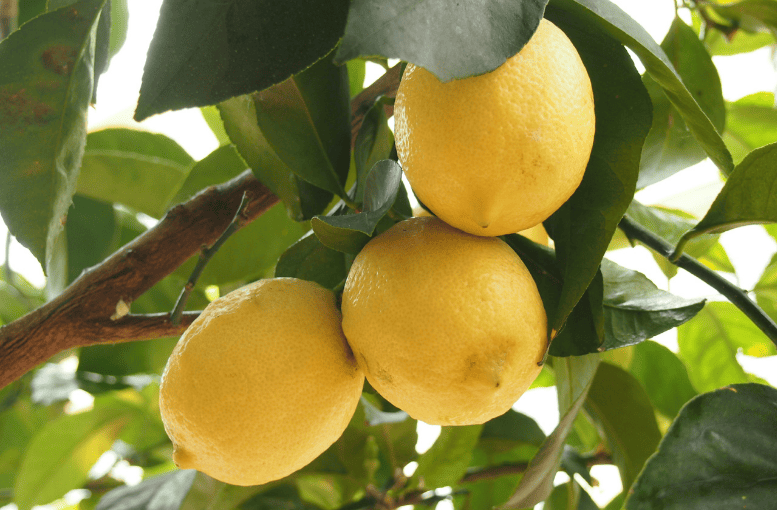 Türkiye Limon Üretiminde Önde Gelen İller ve Pazar Fırsatları