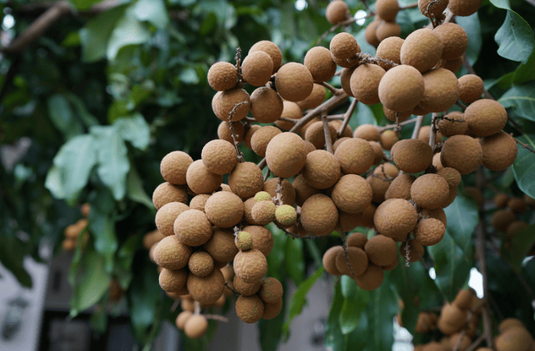 Türkiye Longan Üretiminde Önde Gelen İller ve Pazar Fırsatları