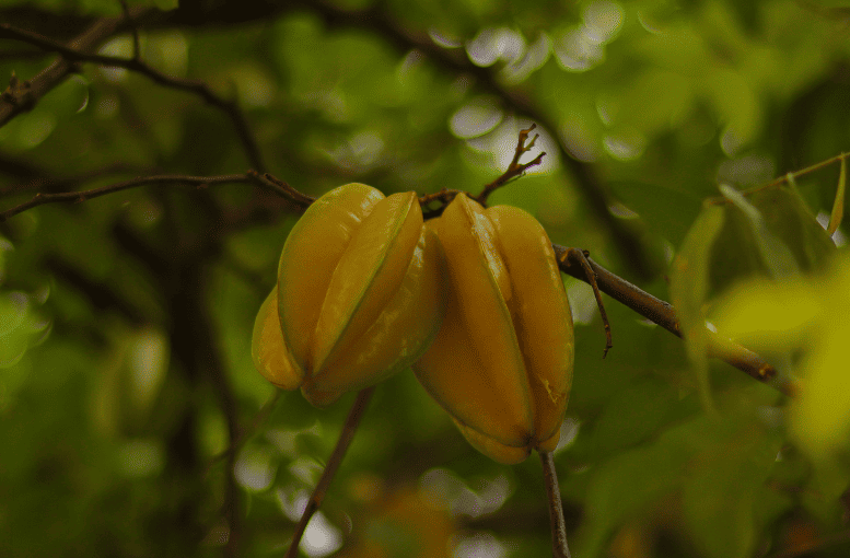 Türkiye Starfruit Üretiminde Önde Gelen İller ve Pazar Fırsatları