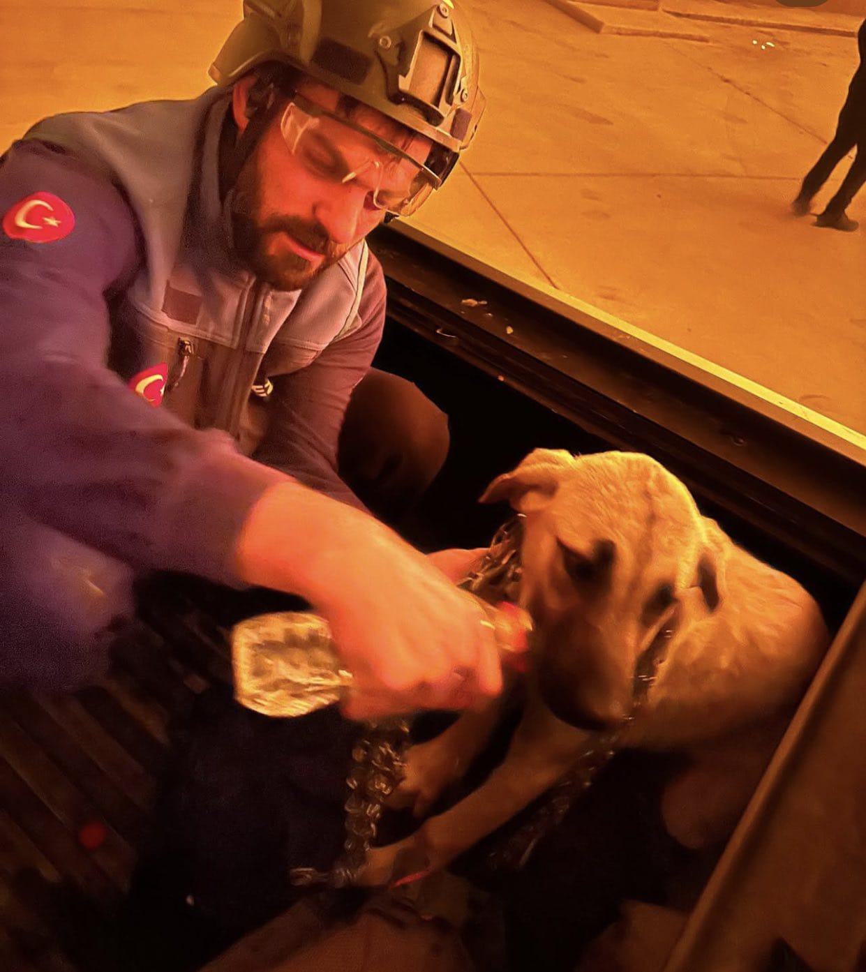 Türkiye’de Orman Yangınları Sırasında Hayvanları Kurtaran Kahramanlar Umut Oluyor