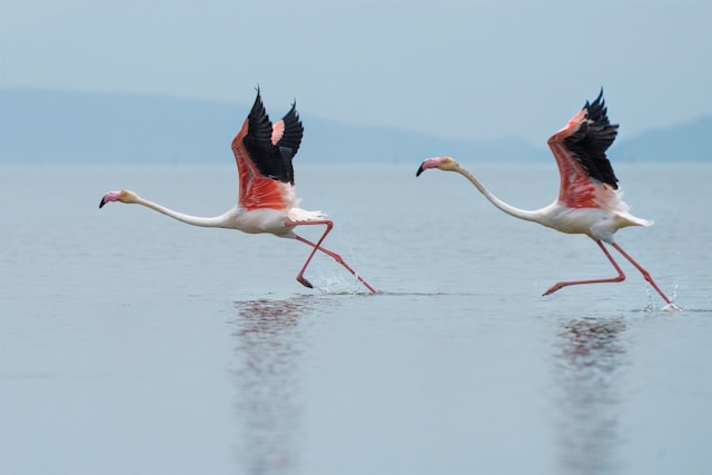 Van Erçek Gölü’nde Jandarmadan Flamingo Nöbeti