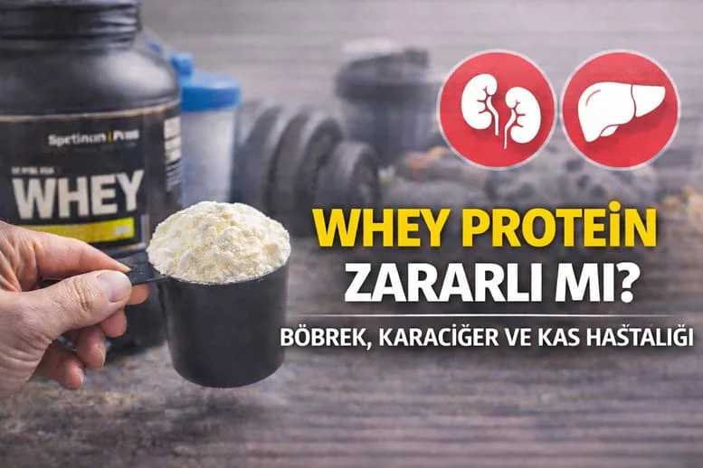 Whey Protein Nedir, Zararlı mı? Böbrek, Karaciğer ve Kas Sağlığı Açısından Bilimsel Değerlendirme