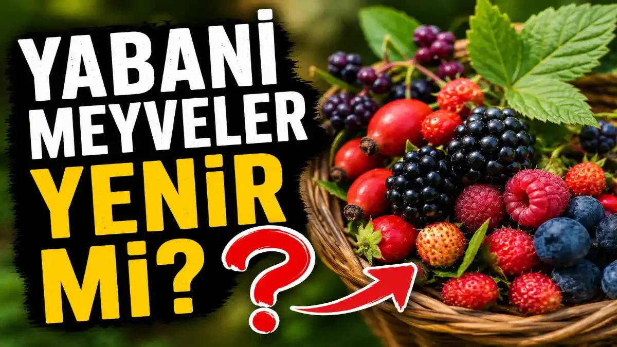 Yabani Meyveler Yenir mi? Doğada Karşınıza Çıkan Meyveler Ne Kadar Güvenli?