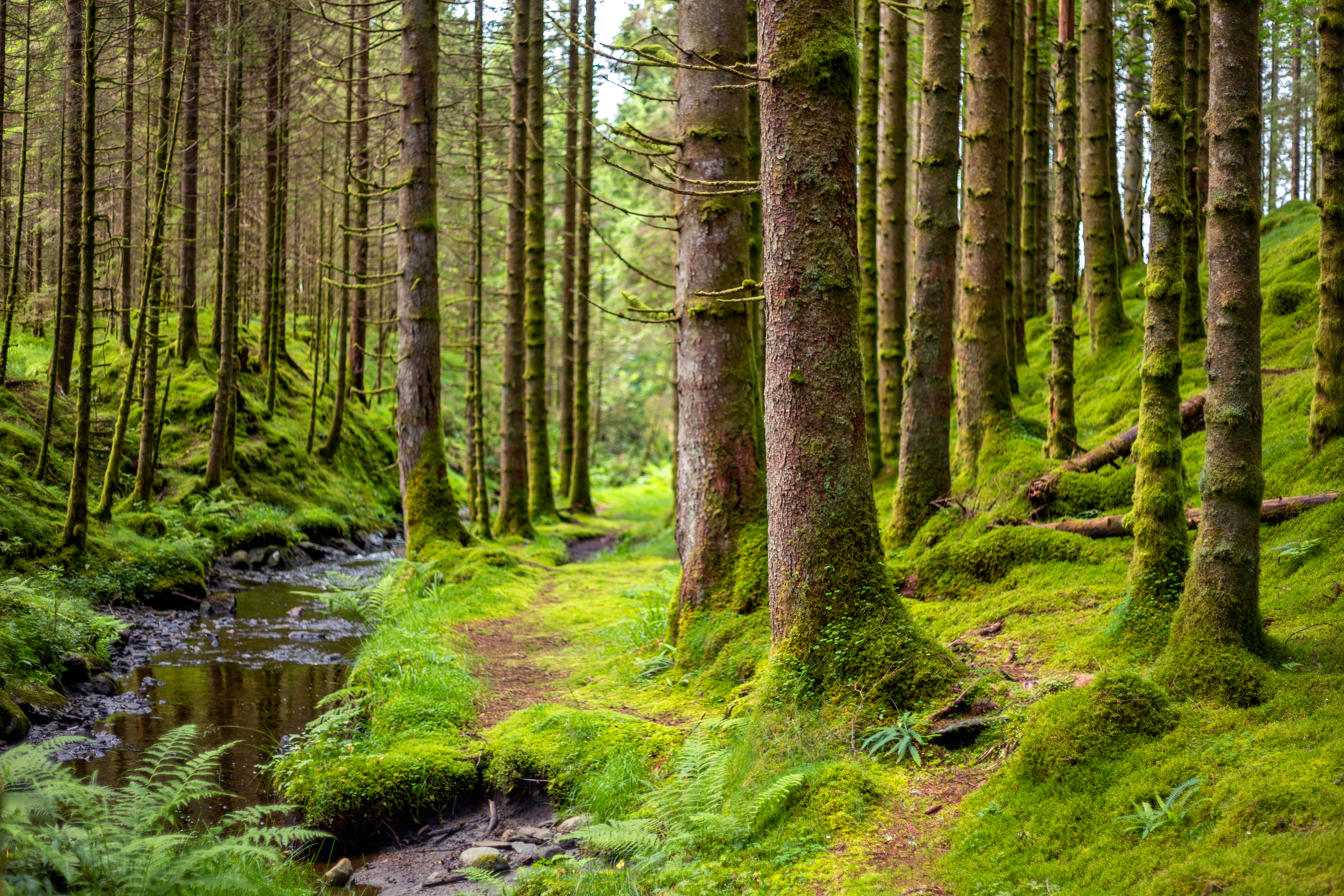 Yeşil Vatan Kısa Film Yarışması Başladı: Ormanların Hikâyesi Kısa Filmlerle Anlatılacak