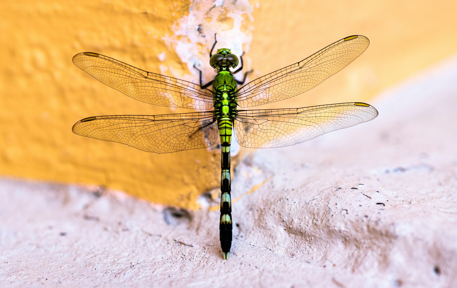 Yusufçuk – Anisoptera spp.: Gökyüzünün Zarif Avcısı