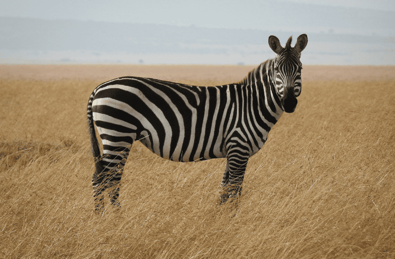 Zebra – Özellikleri ve Ekosistemdeki Önemi